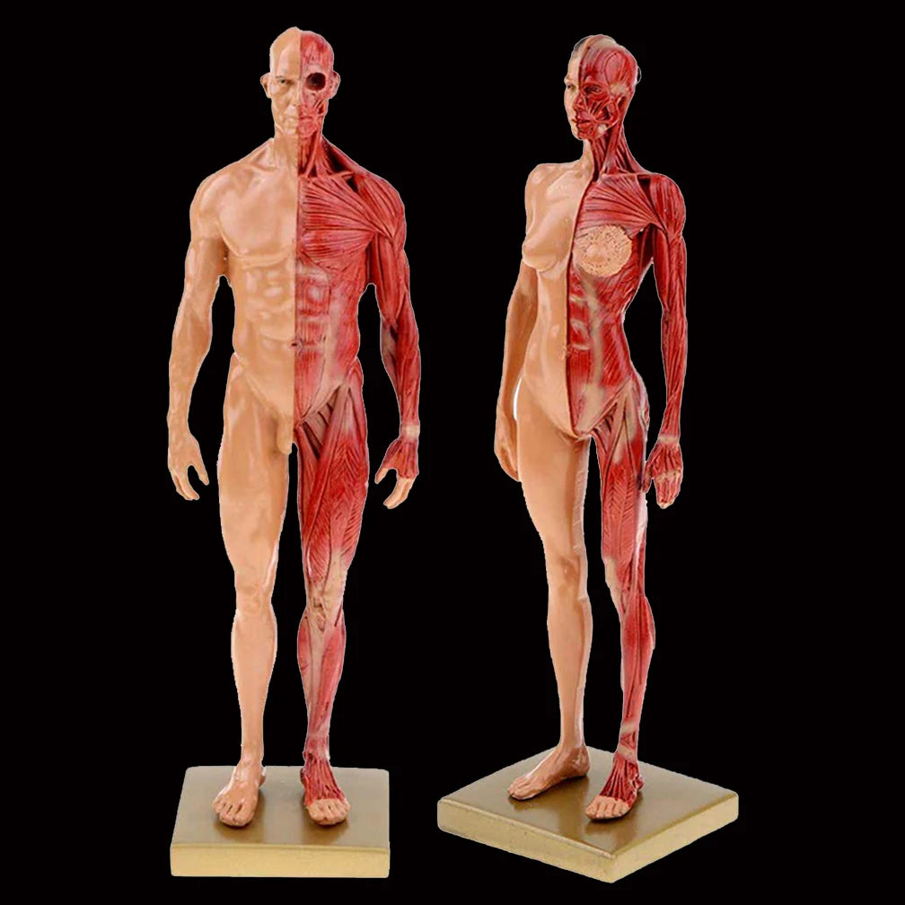 30cm Adult Muscle Skeleton Resin Human Anatomy Model Male Female For Biologia Surgical Teaching Medical Supplies And Equipment