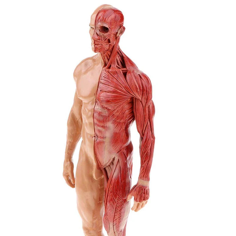 30cm Adult Muscle Skeleton Resin Human Anatomy Model Male Female For Biologia Surgical Teaching Medical Supplies And Equipment