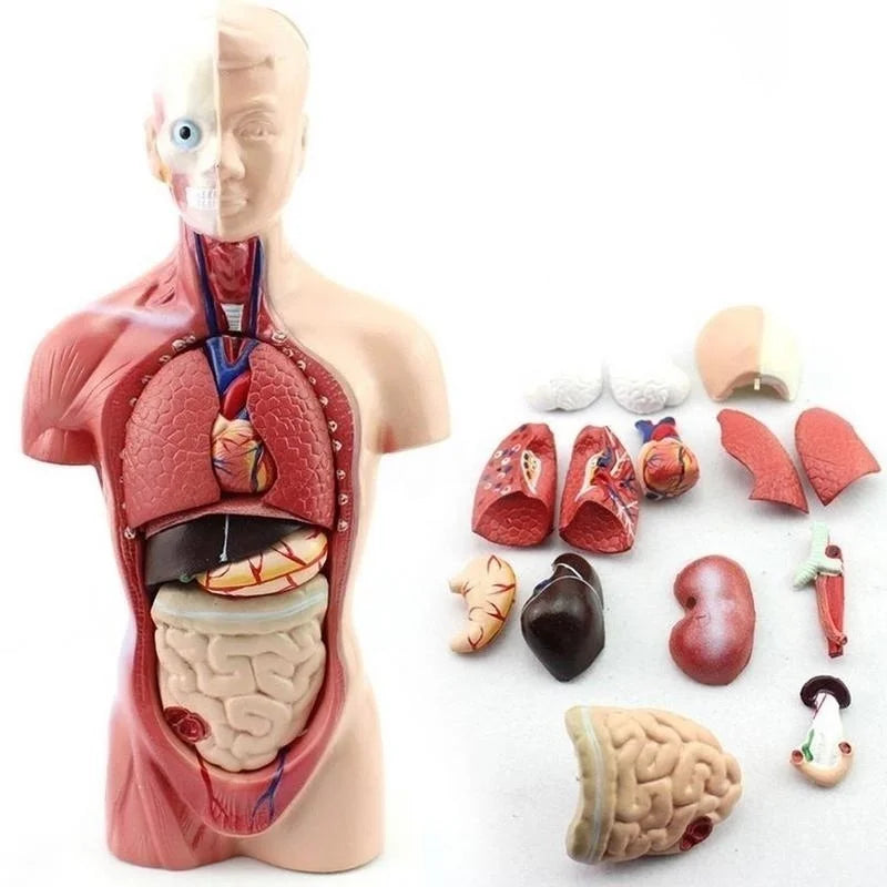 28cm Human Torso Body Model Anatomy Anatomical Heart Brain Skeleton Medical Internal Organs Kids Teaching Learning Supplies
