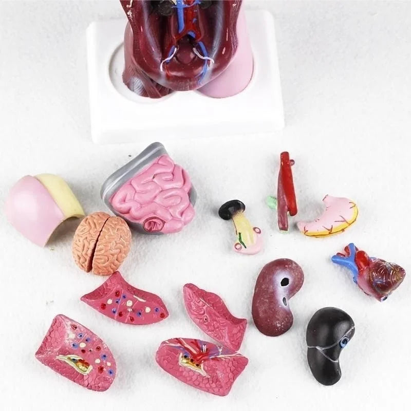 28cm Human Torso Body Model Anatomy Anatomical Heart Brain Skeleton Medical Internal Organs Kids Teaching Learning Supplies