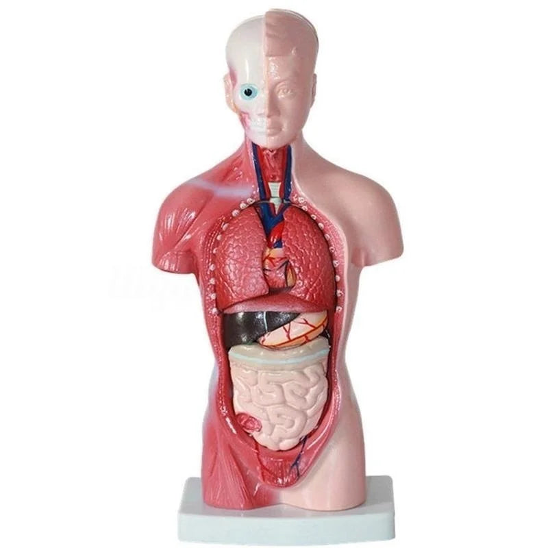 28cm Human Torso Body Model Anatomy Anatomical Heart Brain Skeleton Medical Internal Organs Kids Teaching Learning Supplies