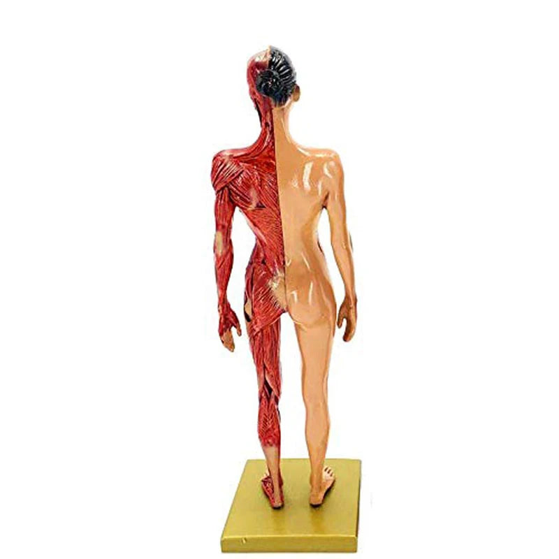 30cm Adult Muscle Skeleton Resin Human Anatomy  Model Male Female For Biologia Surgical Teaching Medical Supplies And Equipment